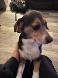 Found/Stray Female Dog last seen Kilgore Bridge Rd Woodruff, SC 29388 United States, Woodruff, SC 29388