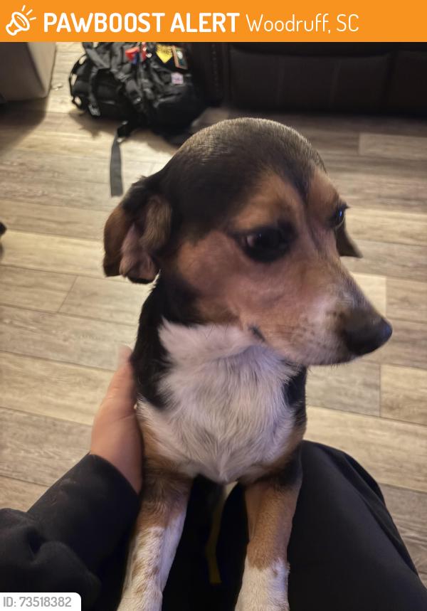 Found/Stray Female Dog last seen Kilgore Bridge Rd Woodruff, SC 29388 United States, Woodruff, SC 29388