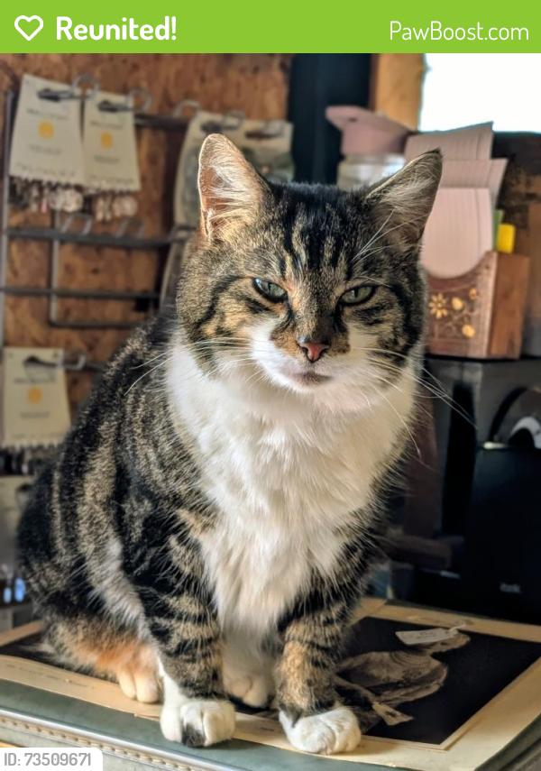 Reunited Male Cat last seen Viaduct bridge Coalpit heath to winterbourne, Coalpit Heath, England BS36 2TB