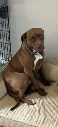 Reunited Male Dog last seen Mission ridge road, Rossville, GA 30741
