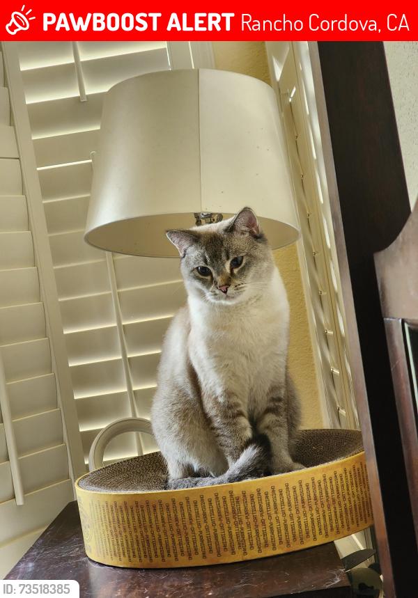 Lost Male Cat last seen Near Autumn Sunset Way, Rancho Cordova, CA 95742