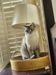 Lost Male Cat last seen Near Autumn Sunset Way, Rancho Cordova, CA 95742