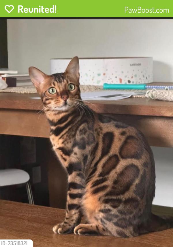 Reunited Male Cat last seen Brandeth, Ossining, NY 10562