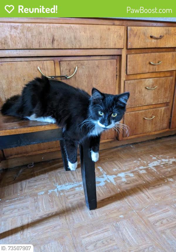 Reunited Male Cat last seen W Adams and Condee, Tipton, IN 46072
