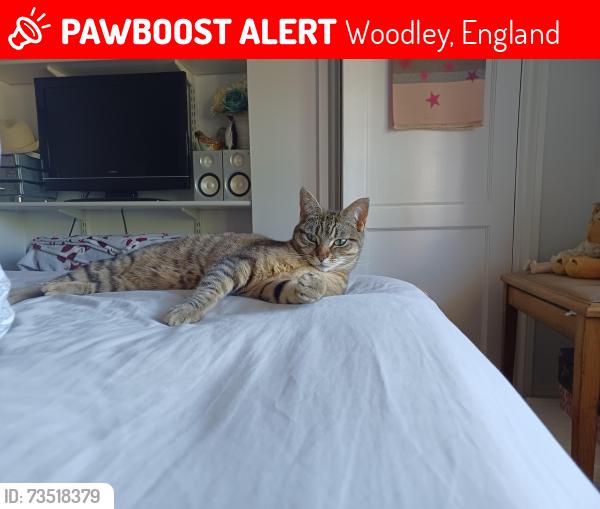 Lost Female Cat last seen SouthLake Crescent, Pearson's way, Drovers way Woodley RG53QJ, Woodley, England 