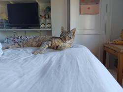 Lost Female Cat last seen SouthLake Crescent, Pearson's way, Drovers way Woodley RG53QJ, Woodley, England 