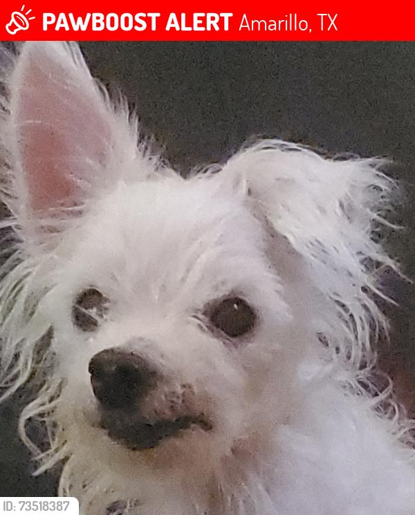 Lost Female Dog last seen SW 9th Ave & S Crockett St / SW 10th Ave & S Crockett St, Amarillo, TX 79102