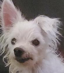 Lost Female Dog last seen SW 9th Ave & S Crockett St / SW 10th Ave & S Crockett St, Amarillo, TX 79102