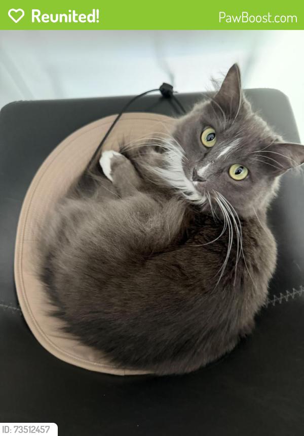 Reunited Female Cat last seen Four Mile Run, Henrico County, VA 23231