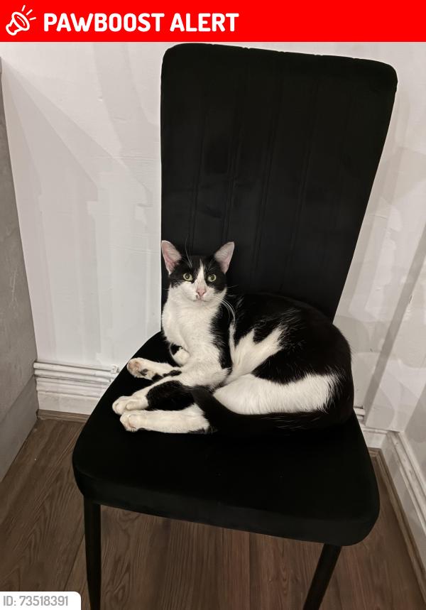 Lost Male Cat last seen New York/ near Ladybridge high school, Greater Manchester, England BL3 4NG