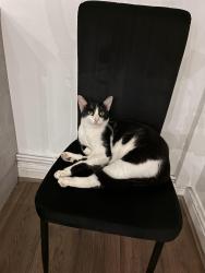 Lost Male Cat last seen New York/ near Ladybridge high school, Greater Manchester, England BL3 4NG