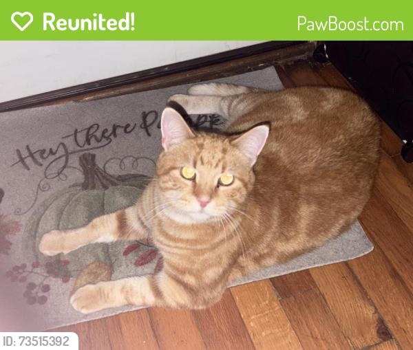 Reunited Male Cat last seen Weymeyer drive, Columbia, MO 65202
