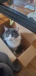 Reunited Female Cat last seen Near Englewood Dr, Lemon Grove, CA 91945, USA, Lemon Grove, CA 91945