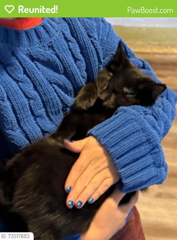 Reunited Female Cat last seen Gardner Drive Alpharetta, GA, Alpharetta, GA 30023