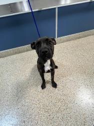 Shelter Stray Male Dog last seen Near BLOCK W 22ND CT, 3599 NW 79th Ave, Doral, FL 33122, USA