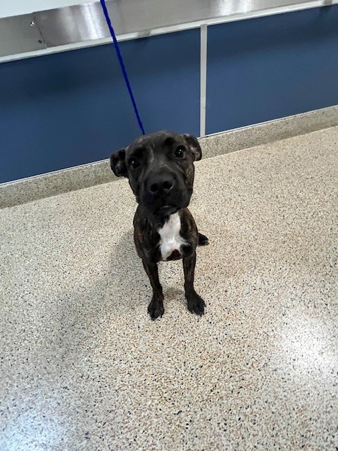 Shelter Stray Male Dog last seen Near BLOCK W 22ND CT, 3599 NW 79th Ave, Doral, FL 33122, USA