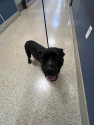 Shelter Stray Male Dog last seen Near BLOCK W 22ND CT, 3599 NW 79th Ave, Doral, FL 33122, USA