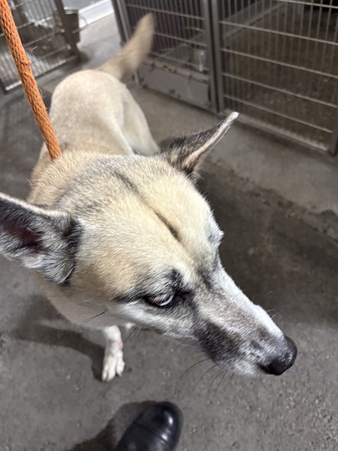 Shelter Stray Unknown Dog last seen ADAMS ST, 19640 Dogpatch Ln, Land O' Lakes, FL 34638, USA
