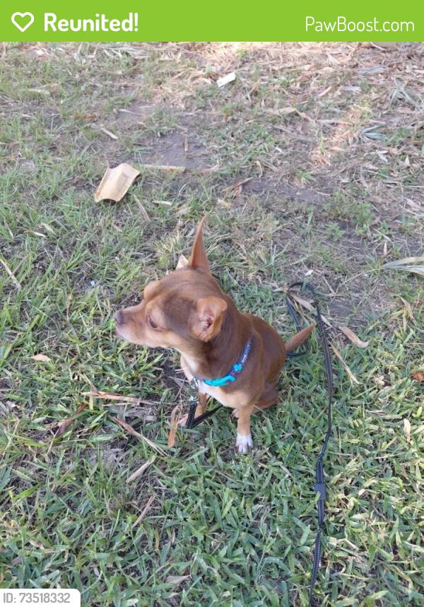 Reunited Male Dog last seen 5th South, Jacksonville Beach, FL 32250