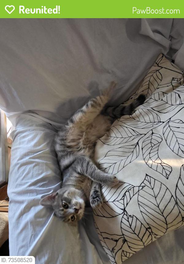 Reunited Male Cat last seen Colgate Drive/ Rolling Hills Road, Fayetteville, NC 28304