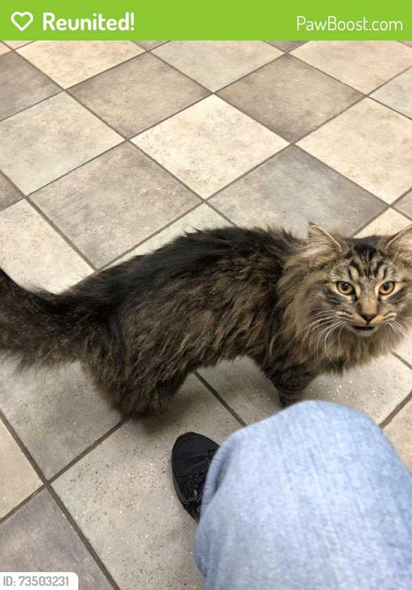 Reunited Male Cat last seen Brock Rd/Happy Hollow Lane/Talley Rd, Spotsylvania Courthouse, VA 22553