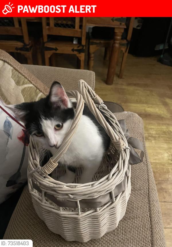 Lost Female Cat last seen Manor high school copse close, Oadby, England LE2 4JP