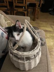Lost Female Cat last seen Manor high school copse close, Oadby, England LE2 4JP