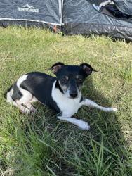 Reunited Male Dog last seen Fire Station, Durack, QLD 4077