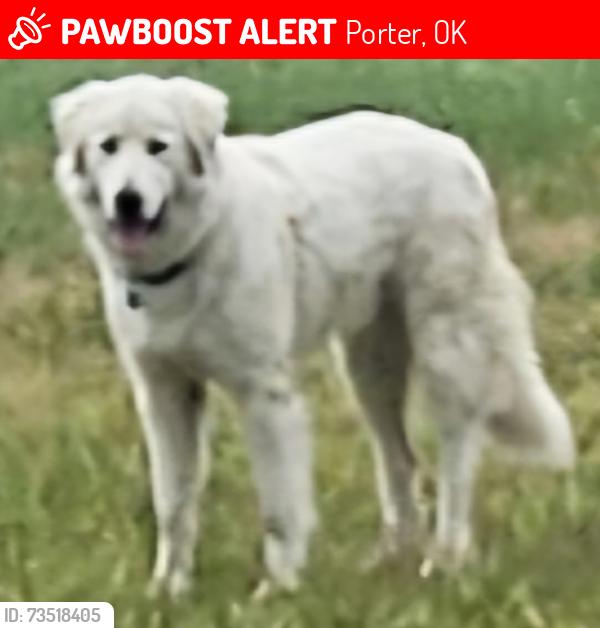 Lost Male Dog last seen 51B, 381st Ave Porter Ok, Porter, OK 74454