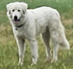 Lost Male Dog last seen 51B, 381st Ave Porter Ok, Porter, OK 74454