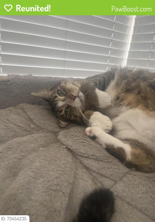 Reunited Male Cat last seen Near E Bay Harbor Drive, Bay Harbor Islands, FL 33154