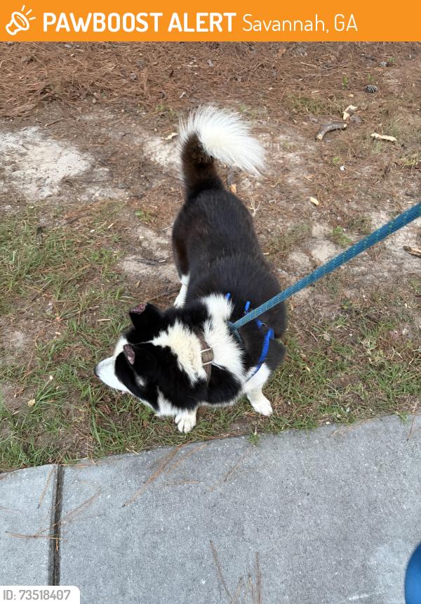 Found/Stray Male Dog last seen Kroger, Savannah, GA 31419