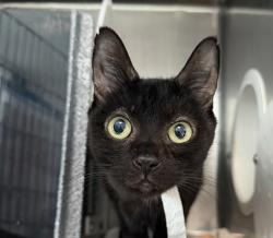 Shelter Stray Female Cat last seen WHITESTONE, NY, 11357, 326 E 110th St, New York, NY 10029, USA