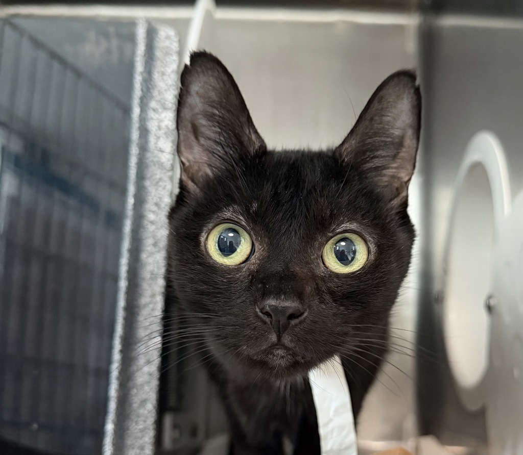 Shelter Stray Female Cat last seen WHITESTONE, NY, 11357, 326 E 110th St, New York, NY 10029, USA