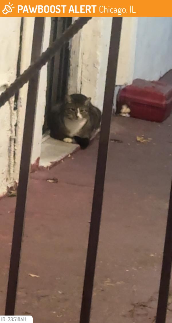 Found/Stray Unknown Cat last seen N campbell avenue, Chicago, IL 60659