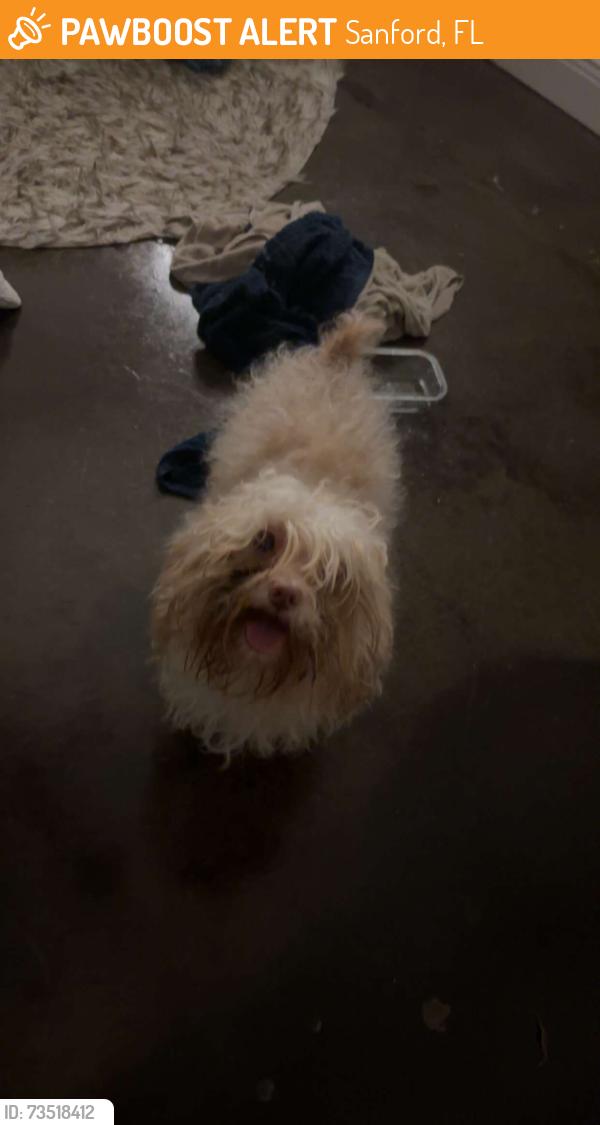 Found/Stray Male Dog last seen Pine Way Sanford, Sanford, FL 32773