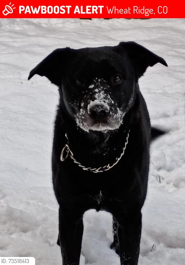 Lost Male Dog last seen 44th and newland, Wheat Ridge, CO 80033