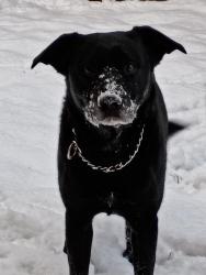 Lost Male Dog last seen 44th and newland, Wheat Ridge, CO 80033