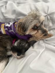 Lost Female Dog last seen Thornley, New Orleans, LA 70126