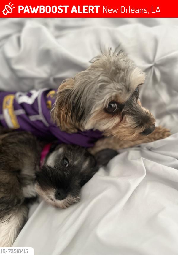 Lost Female Dog last seen Thornley, New Orleans, LA 70126