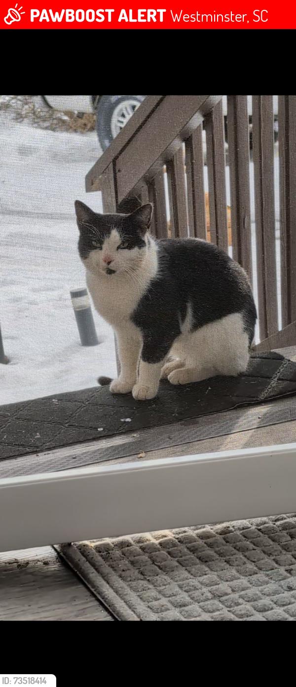 Lost Male Cat last seen Hwy 11 , hwy 183, Westminster, SC 29693