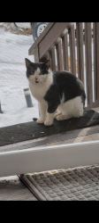 Lost Male Cat last seen Hwy 11 , hwy 183, Westminster, SC 29693