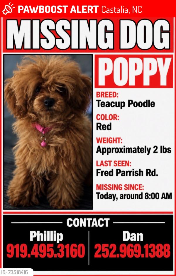 Lost Female Dog last seen Near Fred Parrish rd Castalia nc 27816, Castalia, NC 27816