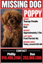 Lost Female Dog last seen Near Fred Parrish rd Castalia nc 27816, Castalia, NC 27816