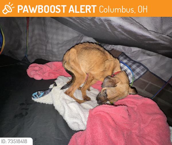 Found/Stray Female Dog last seen Closer to the Harambe Christian School, Columbus, OH 43201