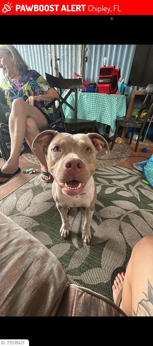 Lost Female Dog last seen Deadning and porter pond, Chipley, FL 32428