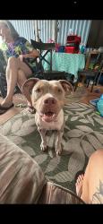 Lost Female Dog last seen Deadning and porter pond, Chipley, FL 32428