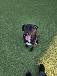 Reunited Female Dog last seen 61st and Don Hattan Drive (near Quiktrip), Park City, KS 67219