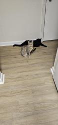 Lost Male Cat last seen Lemon, Zenith, Metairie, LA 70001