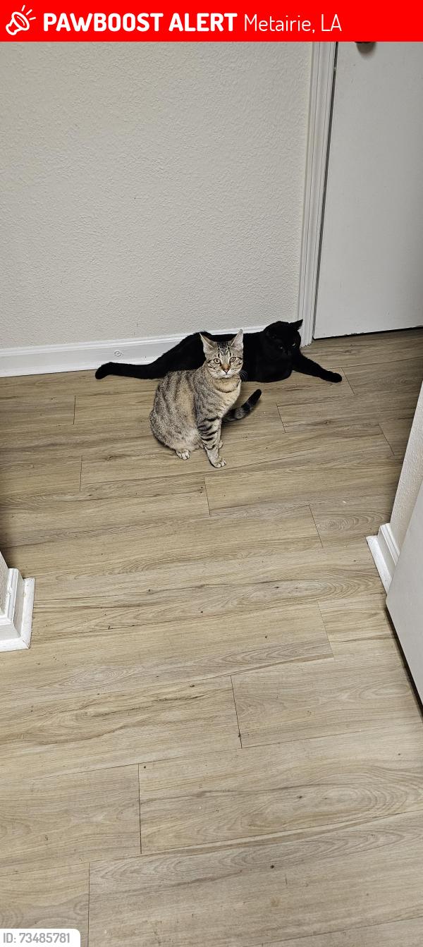 Lost Male Cat last seen Lemon, Zenith, Metairie, LA 70001